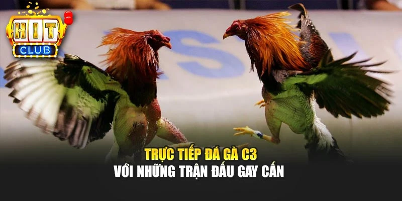 Trực tiếp đá gà C3 với những trận đấu gay cấn